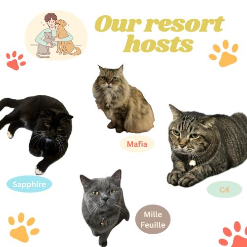 a collage of four cats with their names at Pen's Bungalow Koh Phangan in Thong Nai Pan Yai