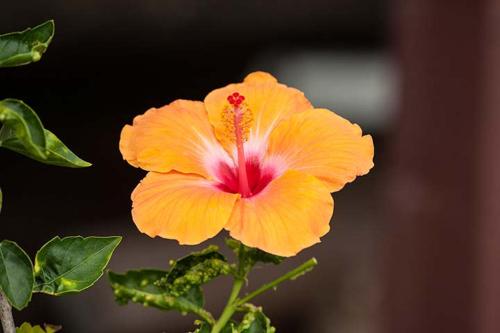 a close up of a orange flower on a plant at Kirpal Meditation and Ecological Center in Pahoa
