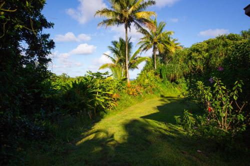 a dirt road with palm trees in a field at Kirpal Meditation and Ecological Center in Pahoa