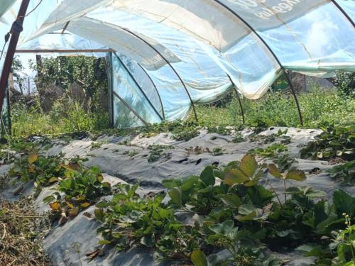 Κήπος έξω από το Eco house
