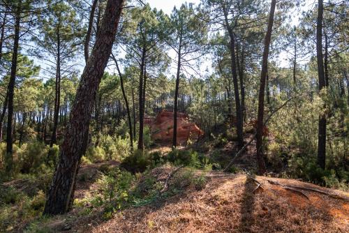 a view of a forest with trees at Hotel Les Ambres in Roussillon