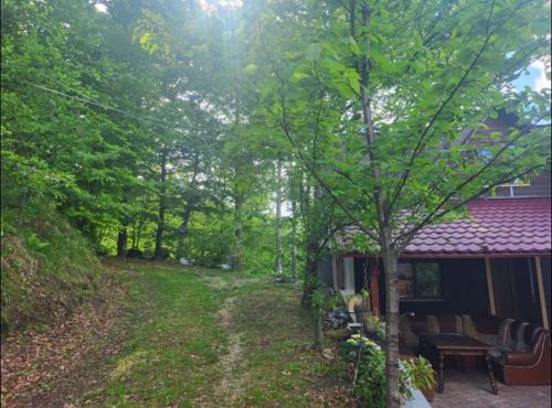 Zahrada ubytování Cabana Muntele Rece