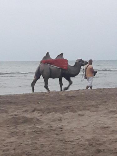 a man standing next to a horse on the beach at L10D10- Jasmin Travel in Sumqayyt