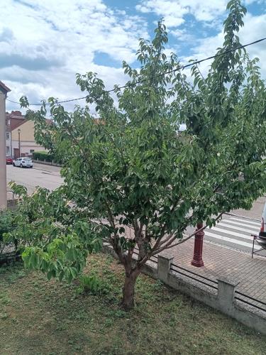 a small tree in the grass next to a street at Chez mamie in Sarralbe