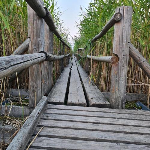 a wooden bridge over a field with grass at Vacation by the sea in Lapmežciems