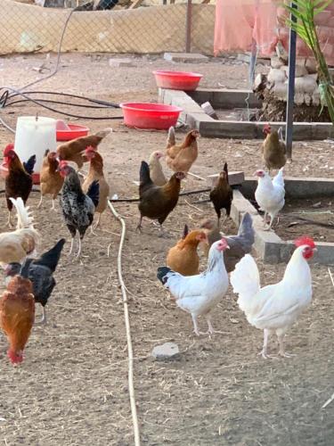 a group of chickens standing in the dirt at Lush 25 Acre Farm Stay I, Play & Serenity in Al Ḩamrānīyah