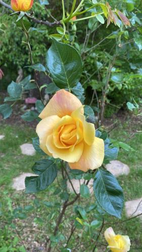 a yellow rose on a bush with green leaves at Les Carillons du Bois de l'Orme in Les Pechs-du-Vers