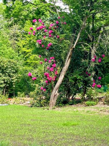 a tree with pink flowers on it in a field at La noisette in Florennes