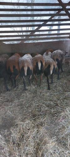 a herd of sheep eating hay in a barn at Vrba apartmán in Kájov