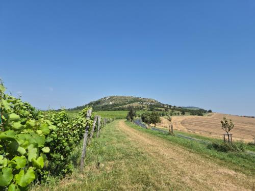 a field of vines with a hill in the background at Apartmán Vital na Pálavě - ubytování & životní restart in Pasohlávky