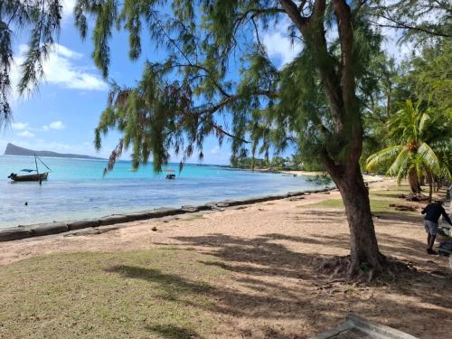 a beach with a tree and a boat in the water at CosyNest Apartment in Cap Malheureux