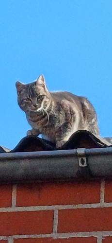 a cat sitting on top of a roof at 't Zuden van Aertrycke in Zedelgem