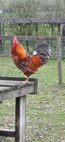 a rooster standing on top of a wooden bench at 't Zuden van Aertrycke in Zedelgem