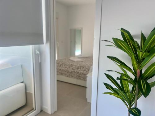 a potted plant in a room with a mirror at El Paraiso in Hozanejos