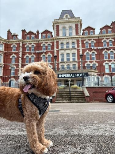 Domácí mazlíčci ubytovaní s hosty v ubytování Imperial Hotel Blackpool