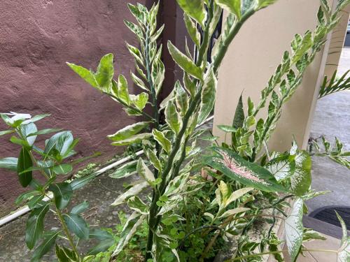 a green plant in front of a wall at Apartamento The Spot Near the Mall in San Mateo