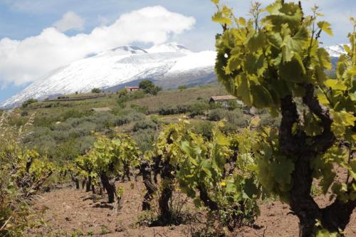 a row of grapes in front of a snow covered mountain at Agriturismo Travaglianti Alloggio Etna in Ragalna