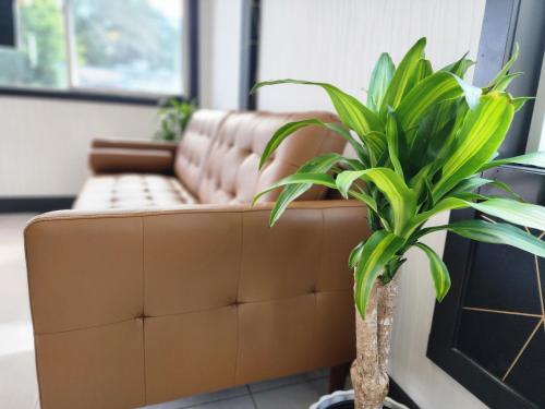 a brown couch in a living room with a plant at Windsor Motel in Hope