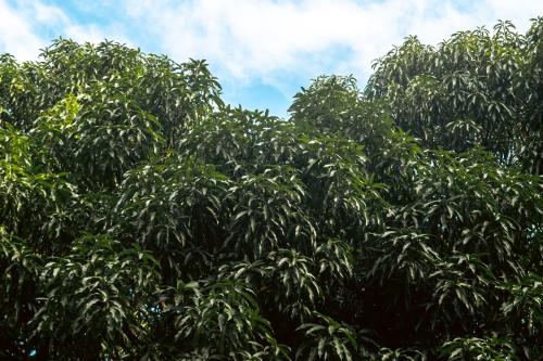 a tree filled with lots of green leaves at Rusteak Living Retreat in natural and peaceful setting in Canafistula in Cañafístula