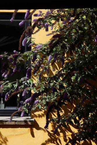 a plant with purple flowers on the side of a building at Hotel Saxkjøbing in Sakskøbing