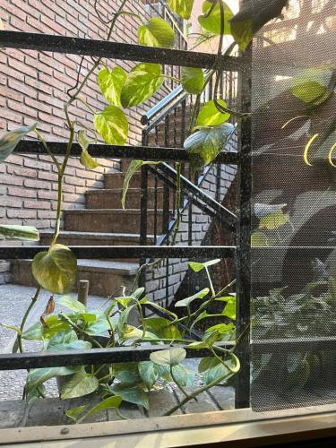 a green plant in front of a stair case at Hostel Nueva cordoba Subte Uno in Cordoba