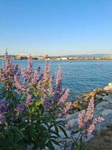 a bunch of purple flowers next to a body of water at Villa Ivana in Koper