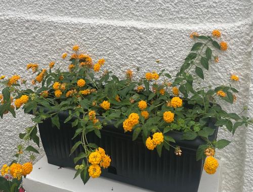 a pot of yellow flowers sitting on a ledge at La brise Marine in Lomé