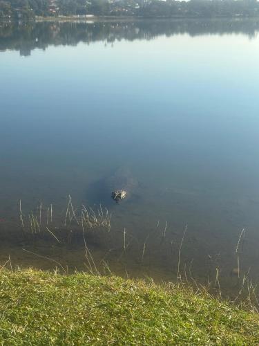a turtle is swimming in the water at FRAN's - HOSPEDAGENS in Lagoa Santa