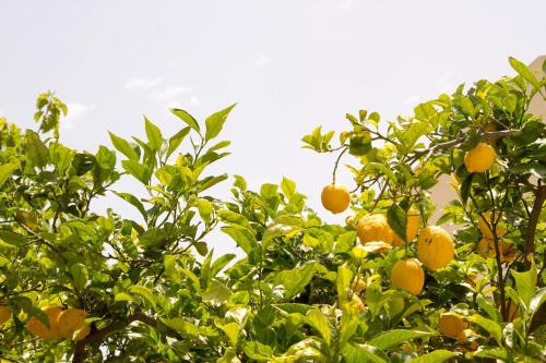 an orange tree filled with lots of oranges at Casale La Macina - Hotel, Scopello in Scopello