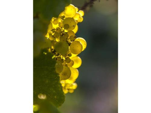 Φωτογραφία από το άλμπουμ του Holiday Apartment Mosel Time New 2022 σε Merl