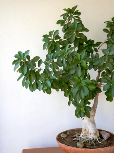 a small green plant in a pot on a table at Eleonas in Mirodháton