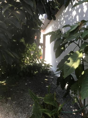 a garden with green plants and a white wall at Casa de Ferias Tranquilo in Bitarães