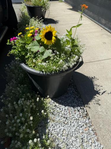 a pot of flowers sitting on the side of a sidewalk at Sand Pebbles Inn in Qualicum Beach