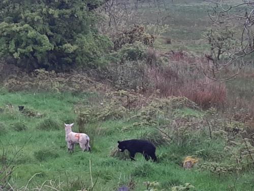 two sheep and a black bear in a field at Holland House F94DP26 in Ballyshannon