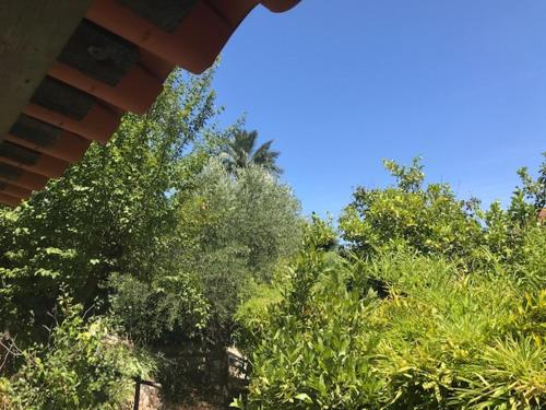 un grupo de árboles con un cielo azul en el fondo en Villa cannoise en bord de mer, en Cannes