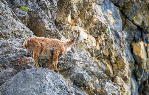 a goat standing on top of a rocky mountain at Bezauberndes Ferienhaus-Dalaas in Dalaas