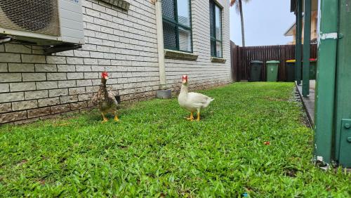 two chickens standing in the grass next to a house at The Goose Ponds in North Mackay