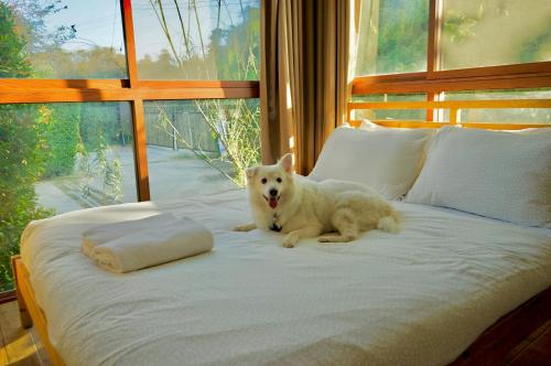 a white dog sitting on a bed in front of a window at The X10 Nordic Tent and Glamping Pool Villa Khaoyai เขาใหญ่ - SHA Certified in Ban Thung Sawang