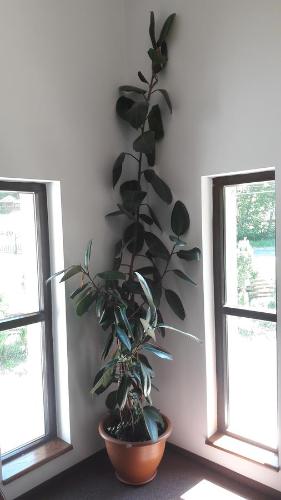 a plant in a pot in a room with two windows at Casa Lacului in Malaia