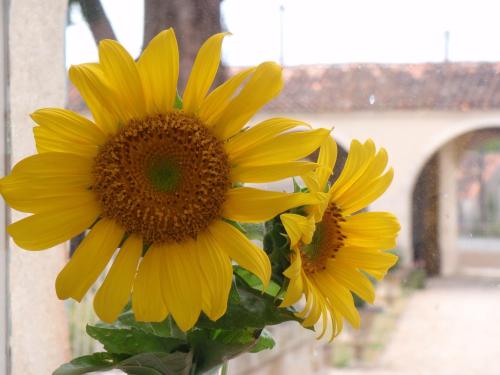 a group of yellow flowers in a vase at Le Petit Souhait & Le Verger in Gourvillette