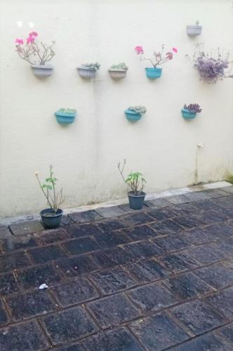 a group of potted plants on a wall at Tea Bush Hotel in Nuwara Eliya