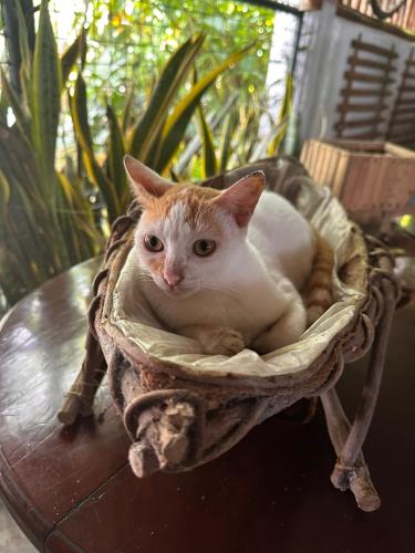 Haiwan peliharaan atau haiwan-haiwan peliharaan yang menginap dengan tetamu di L&R Rabbit Finka