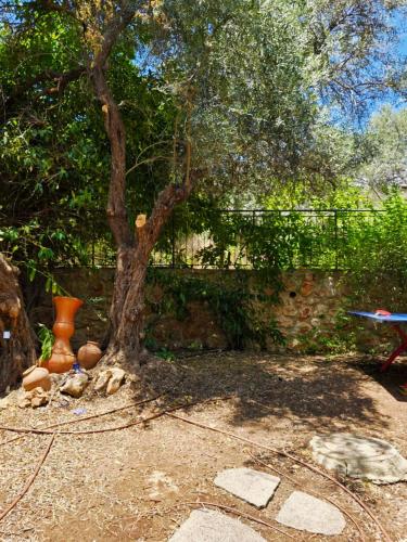 a tree in front of a fence with vases at הבית בראש פינה - The House in Rosh Pinna