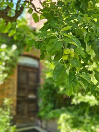 a tree with green leaves in front of a house at Hotel Marmułowski in Wejherowo