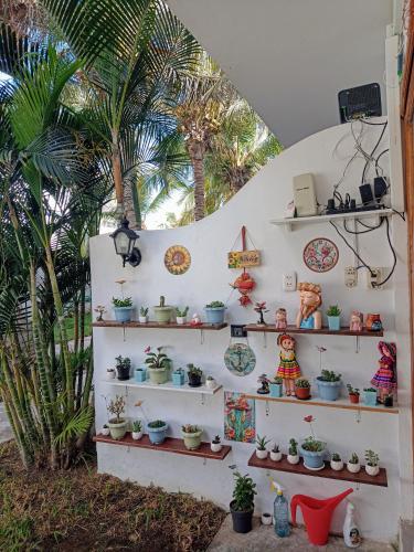 a room with shelves with potted plants and palm trees at Casa Villamor in Máncora
