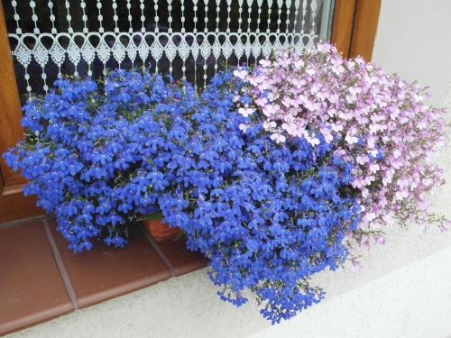 a bunch of blue and purple flowers in a planter at Hostel w ogrodzie in Grudziądz