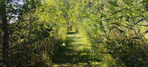a path through the trees on the trail at Merelahe 