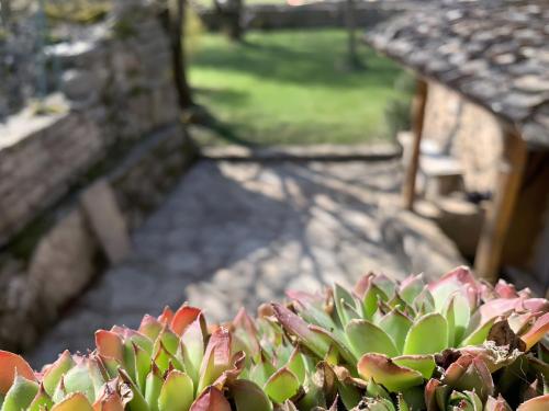 a succulent plant sitting in front of a building at L'alouette - Gites Rocheflamme in La Malène
