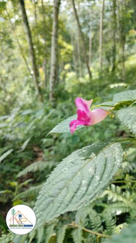 a pink flower sitting on top of a green plant at View Porjoton Mairung Gaon Homestay in Rishop