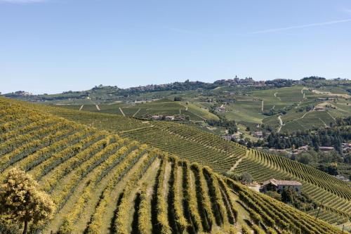 a vineyard on a hill with a bunch of vines at RESPIRA - rooms & apartments in Serralunga d'Alba
